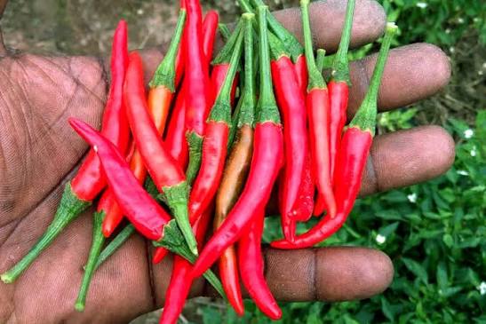 Piment